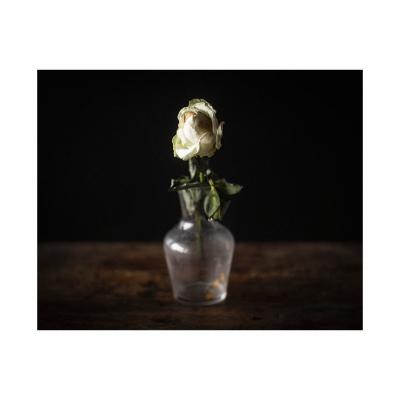 Rose blanche dans une carafe