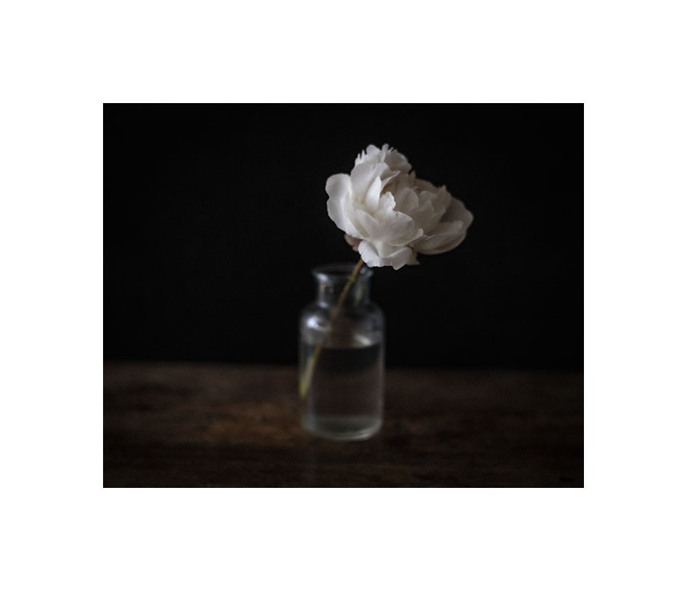 Une pivoine blanche