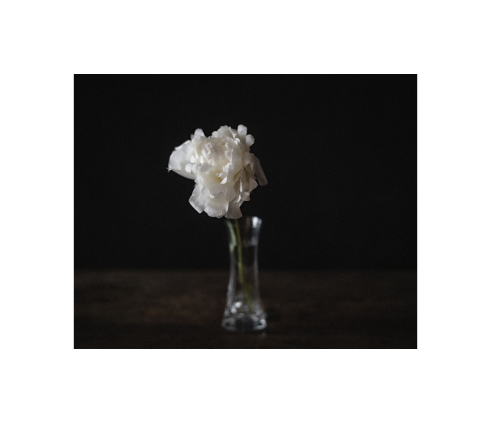 Une pivoine blanche