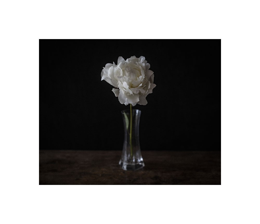 Une pivoine blanche